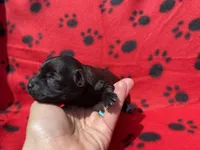Red Girl, a female Maltipoo for sale in Glasgow, KY – 2 of 5