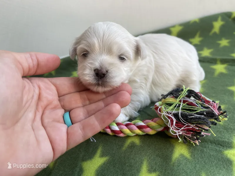 CKC Green Girl – Maltese puppy for sale in Glasgow, KY