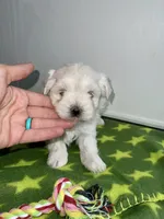 CKC Green Girl, a female Maltese for sale in Glasgow, KY – Photo 1 of 7