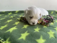 CKC Green Girl, a female Maltese for sale in Glasgow, KY – Photo 2 of 4