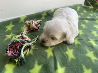 CKC Green Girl, a female Maltese for sale in Glasgow, KY – Photo 3 of 4