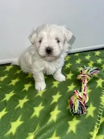 CKC Green Girl, a female Maltese for sale in Glasgow, KY – Photo 3 of 7