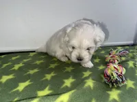 CKC Green Girl, a female Maltese for sale in Glasgow, KY – Photo 5 of 7