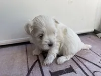 CKC Green Girl, a female Maltese for sale in Glasgow, KY – Photo 2 of 7