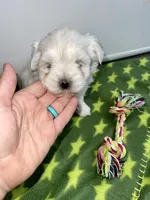 CKC Green Girl, a female Maltese for sale in Glasgow, KY – Photo 4 of 7