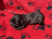 Red Girl, a female Maltipoo for sale in Glasgow, KY – 4 of 5