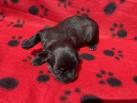 Red Girl, a female Maltipoo for sale in Glasgow, KY – 5 of 5