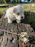AKC Blue Boy, a male Maltese for sale in Glasgow, KY – Photo 6 of 8