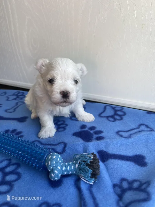 AKC Blue Boy – Maltese puppy for sale in Glasgow, KY