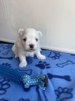 AKC Blue Boy, a male Maltese for sale in Glasgow, KY – Photo 1 of 5