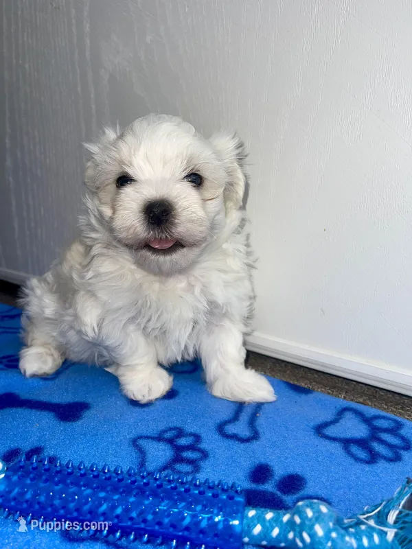 AKC Blue Boy, a male Maltese for sale in Glasgow, KY – Photo 1 of 8