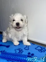 AKC Blue Boy, a male Maltese for sale in Glasgow, KY – Photo 1 of 8