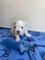 AKC Blue Boy, a male Maltese for sale in Glasgow, KY – Photo 2 of 5