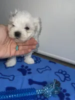 AKC Blue Boy, a male Maltese for sale in Glasgow, KY – Photo 2 of 8