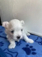 AKC Blue Boy, a male Maltese for sale in Glasgow, KY – Photo 4 of 5