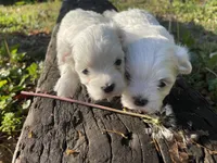 AKC Blue Boy, a male Maltese for sale in Glasgow, KY – Photo 5 of 8