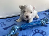 AKC Blue Boy, a male Maltese for sale in Glasgow, KY – Photo 5 of 5