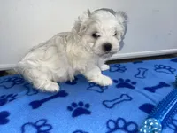 AKC Blue Boy, a male Maltese for sale in Glasgow, KY – Photo 4 of 8