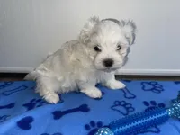 AKC Blue Boy, a male Maltese for sale in Glasgow, KY – Photo 3 of 8