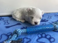 AKC Blue Boy, a male Maltese for sale in Glasgow, KY – Photo 3 of 5