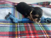 Plaid Boy, a male Morkie for sale in Glasgow, KY – 6 of 9