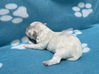 Blue Girl, a female Maltipoo for sale in Glasgow, KY – 5 of 5