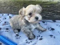 Grey Boy, a male Morkie for sale in Glasgow, KY – 3 of 8
