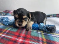 Plaid Boy, a male Morkie for sale in Glasgow, KY – 8 of 9
