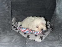 CKC Grey Girl, a female Maltese for sale in Glasgow, KY – 2 of 10