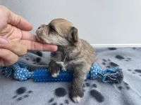 Grey Boy, a male Morkie for sale in Glasgow, KY – 8 of 8
