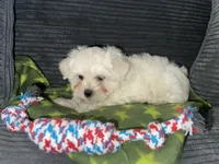 CKC Green Girl, a female Maltese for sale in Glasgow, KY – 2 of 9