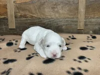 Brown Blanket Boy, a male Maltipoo for sale in Glasgow, KY – 6 of 10