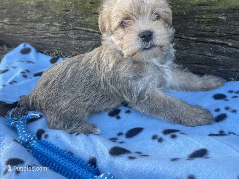 Blue Boy – Morkie puppy for sale in Glasgow, KY