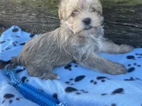 Blue Boy, a male Morkie for sale in Glasgow, KY – 1 of 7