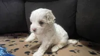 Brown Blanket Boy, a male Maltipoo for sale in Glasgow, KY – 2 of 10