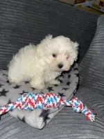 CKC Grey Girl, a female Maltese for sale in Glasgow, KY – 4 of 10