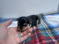 Plaid Boy, a male Morkie for sale in Glasgow, KY – 4 of 5