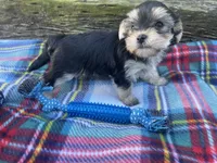 Plaid Boy, a male Morkie for sale in Glasgow, KY – 3 of 9