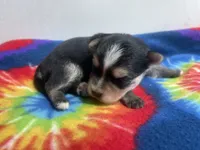 Tie-Dye Boy, a male Morkie for sale in Glasgow, KY – 3 of 5