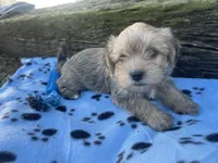 Blue Boy, a male Morkie for sale in Glasgow, KY – 2 of 7
