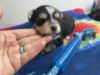 Tie-Dye Boy, a male Morkie for sale in Glasgow, KY – 7 of 9