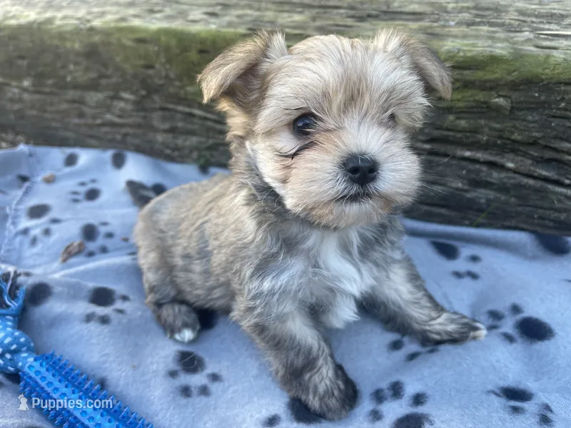 Grey Boy – Morkie puppy for sale in Glasgow, KY