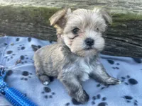 Grey Boy, a male Morkie for sale in Glasgow, KY – 1 of 8