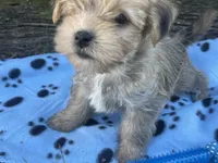 Blue Boy, a male Morkie for sale in Glasgow, KY – 4 of 7