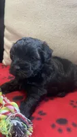 Red Girl, a female Maltipoo for sale in Glasgow, KY – 4 of 10