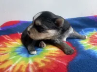 Tie-Dye Boy, a male Morkie for sale in Glasgow, KY – 2 of 5