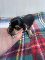 Plaid Boy, a male Morkie for sale in Glasgow, KY – 2 of 5