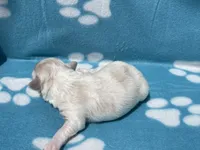 Blue Girl, a female Maltipoo for sale in Glasgow, KY – 3 of 5