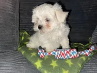 CKC Green Girl, a female Maltese for sale in Glasgow, KY – 4 of 9