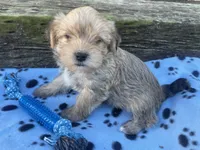 Blue Boy, a male Morkie for sale in Glasgow, KY – 3 of 7